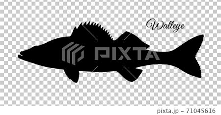 Walleye fish silhouette 71045616