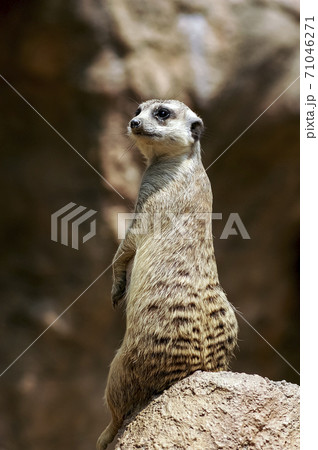 動物 ソウル大公園 野生 71046271
