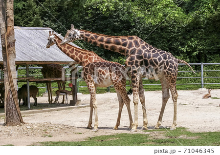動物 キリン ソウル大公園 71046345
