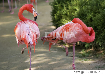 動物 ソウル大公園 鳥 71046349