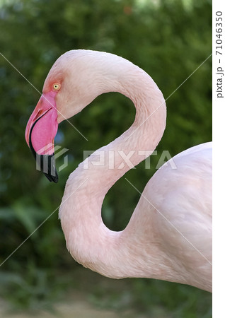 動物 鳥 風景 71046350