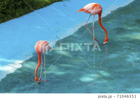 動物 ソウル大公園 動物園 71046351