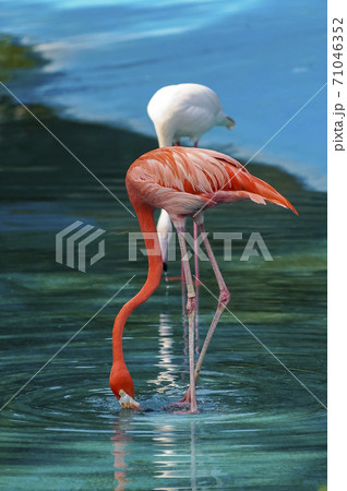動物 ソウル大公園 鳥 71046352