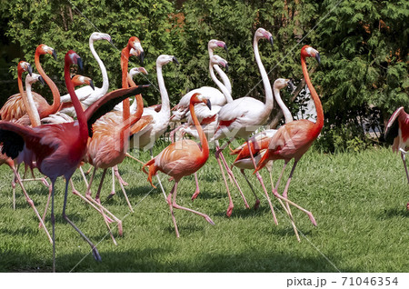 動物 ソウル大公園 鳥 71046354