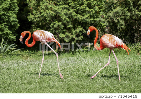 動物 ソウル大公園 鳥 71046419