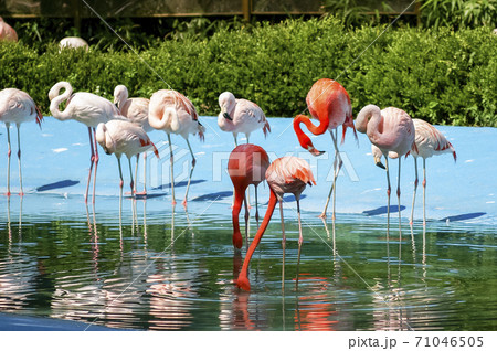 動物 ソウル大公園 動物園 71046505