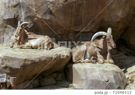 草食動物 岩山 動物園 71046513