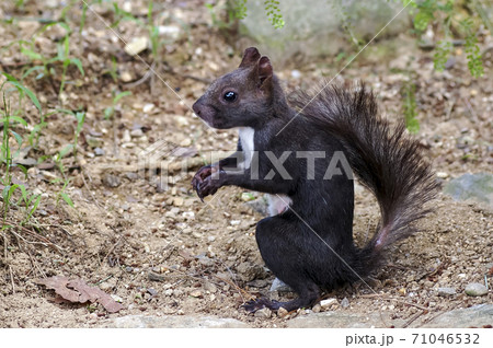 動物 野生 げっ歯類 71046532
