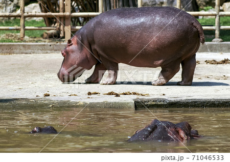 動物 ソウル大公園 自然 71046533