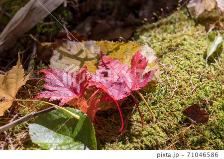 落ち葉 落ち葉 71046586