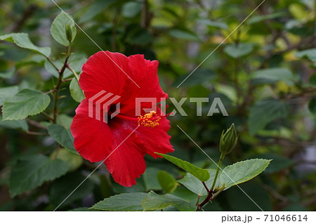 南国の花ハイビスカスの写真素材