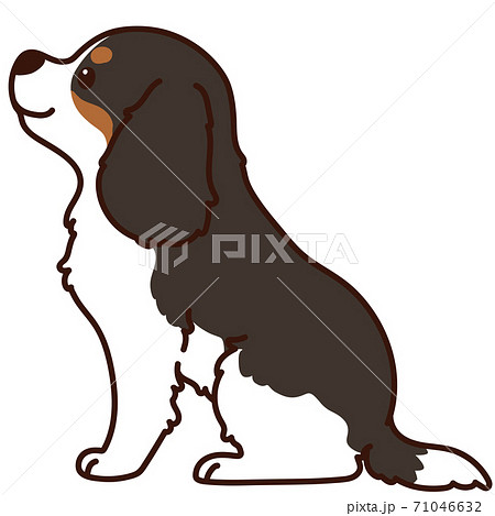 シンプルで可愛いお座りするトライカラーのキャバリア・キング・チャールズ・スパニエル 横向き 主線あり シンプルで可愛いお座りするトライカラーのキャバリア・キング・チャールズ・スパニエル 横向き 主線あり 71046632