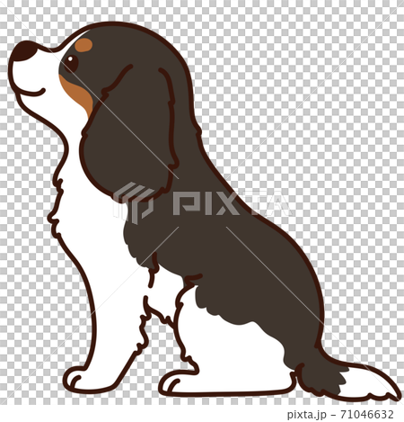 シンプルで可愛いお座りするトライカラーのキャバリア・キング・チャールズ・スパニエル 横向き 主線あり シンプルで可愛いお座りするトライカラーのキャバリア・キング・チャールズ・スパニエル 横向き 主線あり 71046632