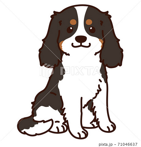 お座りするシンプルで可愛いトライカラーのキャバリア キング チャールズ スパニエル 主線ありのイラスト素材