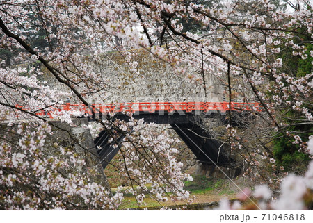 会津鶴ヶ城　　廊下橋の桜 71046818
