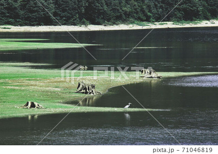 裏磐梯 小野川湖の寂しがりや 裏磐梯 小野川湖の寂しがりや 71046819
