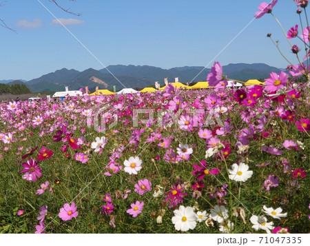コスモスお花畑 71047335