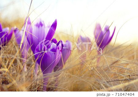 Blossoming crocuses Blossoming crocuses 71047404