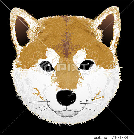 柴犬 カラー 黒バック 柴犬 カラー 黒バック 71047842