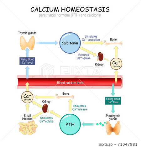 Calcium metabolism 71047981