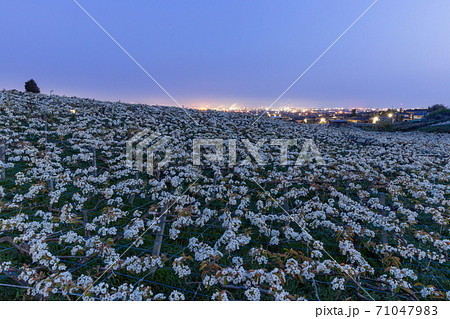 富山_満開の呉羽梨の花_夜景 富山_満開の呉羽梨の花_夜景 71047983