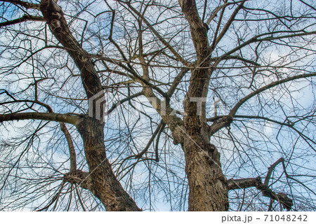 Looked up at the pattern of the big tree. Looked up at the pattern of the big tree. 71048242