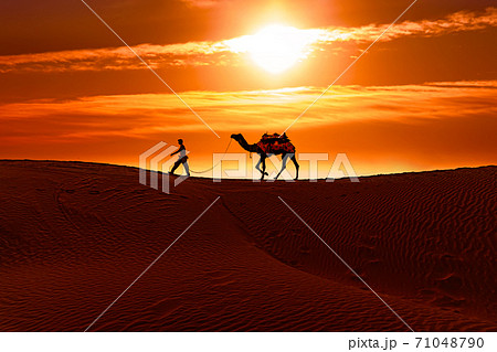 Cameleers, camel Drivers at sunset. Cameleers, camel Drivers at sunset. 71048790