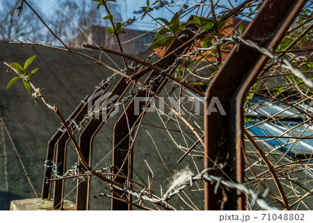 Details of iron fence, stone wall and trees 71048802