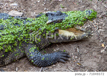 Crocodile lying on shore with open mouth and covered of green leaves from swamp. 71049372