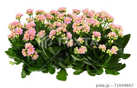 Shrubs of kalanchoe flowers Shrubs of kalanchoe flowers 71049667