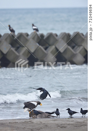 エゾシカの亡骸に群れるオオワシとカラス（北海道） 71049694