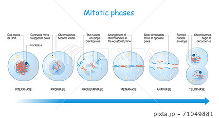 mitosis stages. cell division. mitosis stages. cell division. 71049881