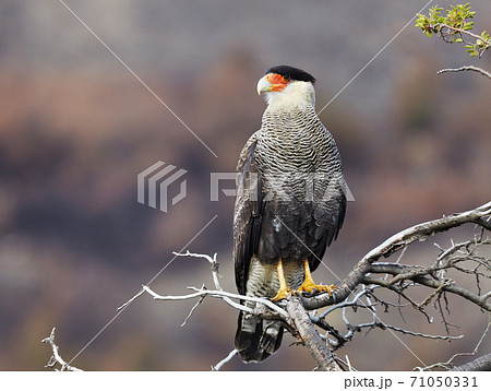 Southern crested caracara Southern crested caracara 71050331