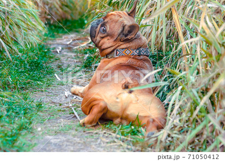 french bulldog walking on a path in the grass 71050412