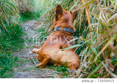 french bulldog walking on a path in the grass 71050413