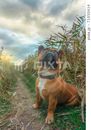 french bulldog walking on a path in the grass 71050414