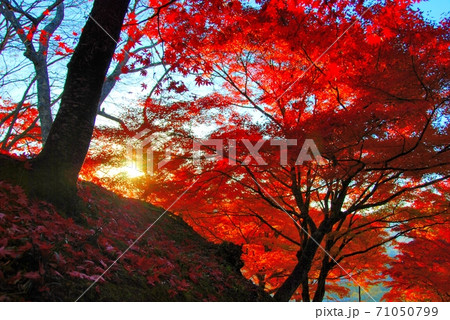 広島県三次市 尾関山公園の紅葉の写真素材