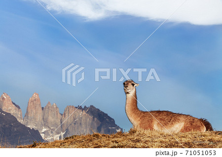 Torres del Paine, Patagonia, Chile 71051053