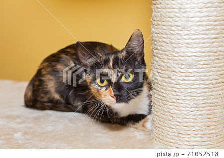 Tricolor kitten with yellow eyes Tricolor kitten with yellow eyes 71052518