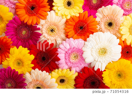 background of gerbera flowers closeup background of gerbera flowers closeup 71054316