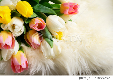 Spring pink, yellow and white tulips 71055252