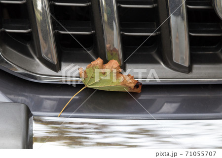 Dry autumn leaf on the bumper of the car. 71055707