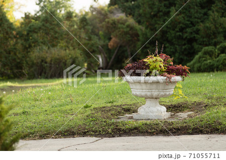 A colorful blooming Coleus in an abandoned park. A colorful blooming Coleus in an abandoned park. 71055711