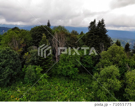 Beautiful mountain summer landscape with flowers and forest Beautiful mountain summer landscape with flowers and forest 71055775