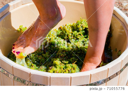 Close up of female feets crush grapes in a wooden tub Close up of female feets crush grapes in a wooden tub 71055776