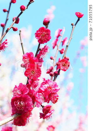 梅の花(鹿児島紅) 梅の花(鹿児島紅) 71055795