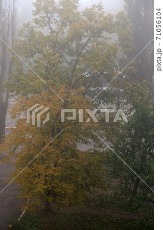 Autumn leaves on trees blurred by autumn fog. 71056104