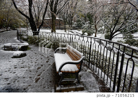 雪の港北ニュータウン・鴨池公園の風景 雪の港北ニュータウン・鴨池公園の風景 71056215