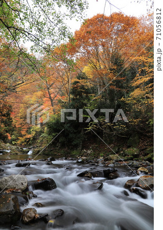 紅葉の照葉峡 紅葉の照葉峡 71056812