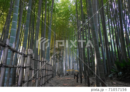 10月　世田谷387喜多見五丁目竹山市民緑地 71057156